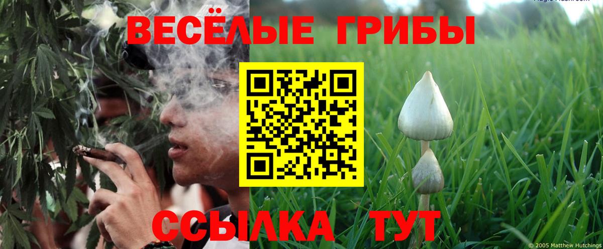 Псилоцибиновые грибы Psilocybe  Вход с VPN  Верхняя Пышма  Галлюциногенные грибы GOLDEN TEACHER 